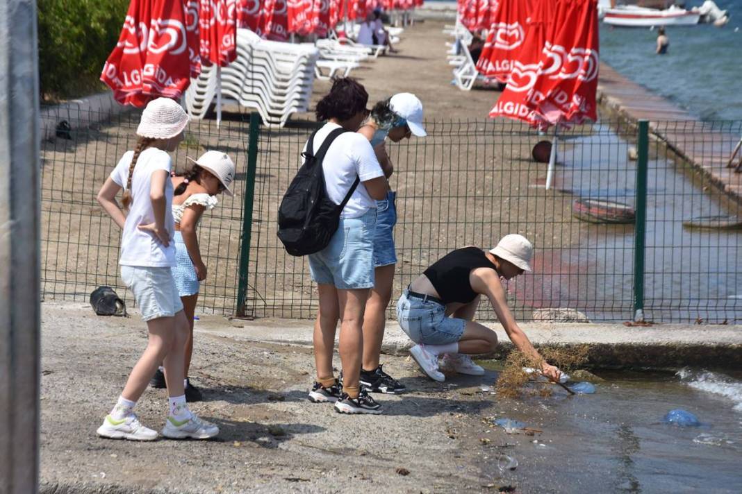 Yüzlercesi sahile vurdu, dokunan anında zehirleniyor! Mavi renklilere sakın yaklaşmayın, ölüm tehlikesi var 26